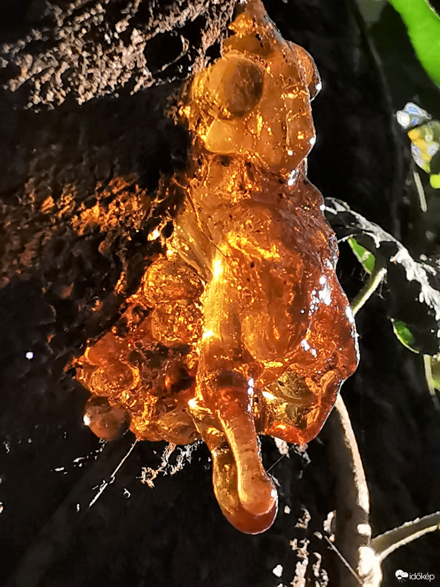 Mézga (gyanta) a cseresznyefán napsütésben...
