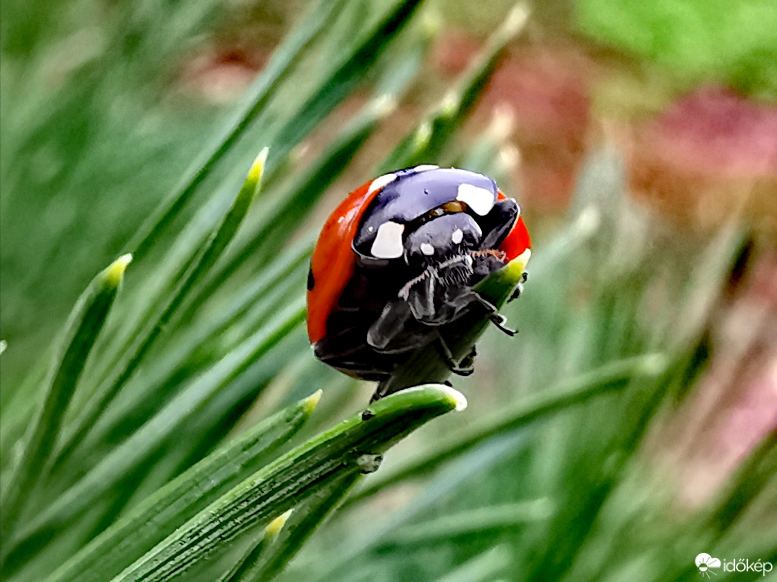 Haragos katica... :-)