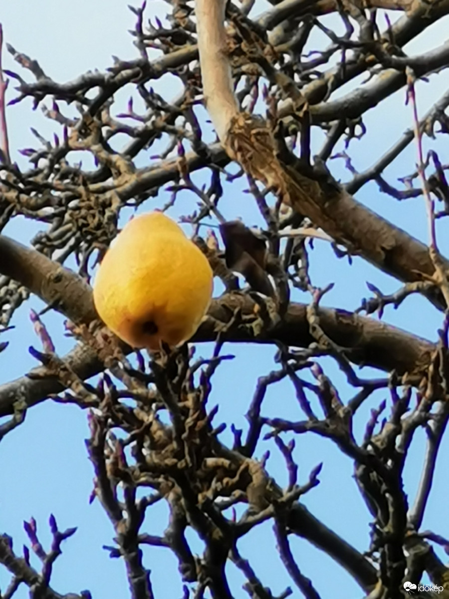 Magányosan a fa tetején...