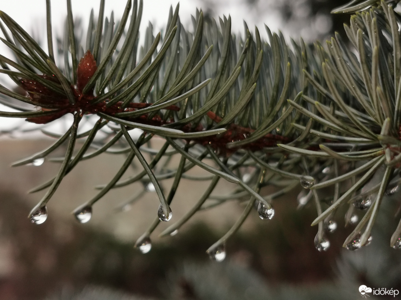 Cseppes fenyő...