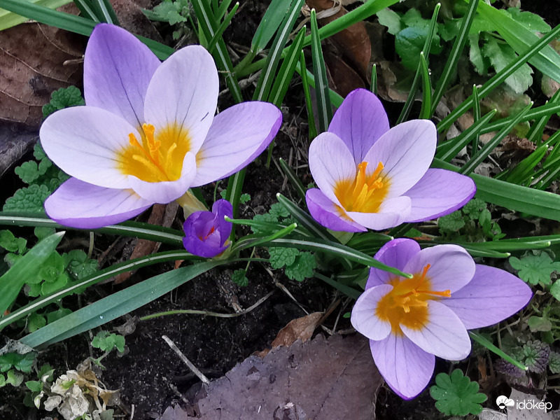 Krókusz...
