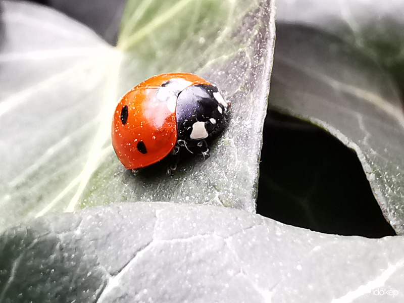 Ma még ő is fázott...