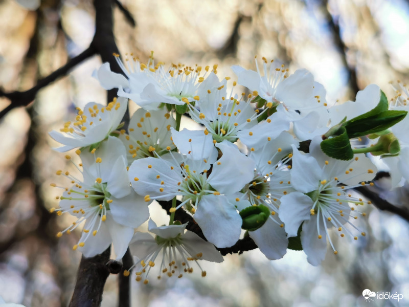 Mirabella - szilva virág