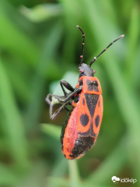 Az artista bodobács...