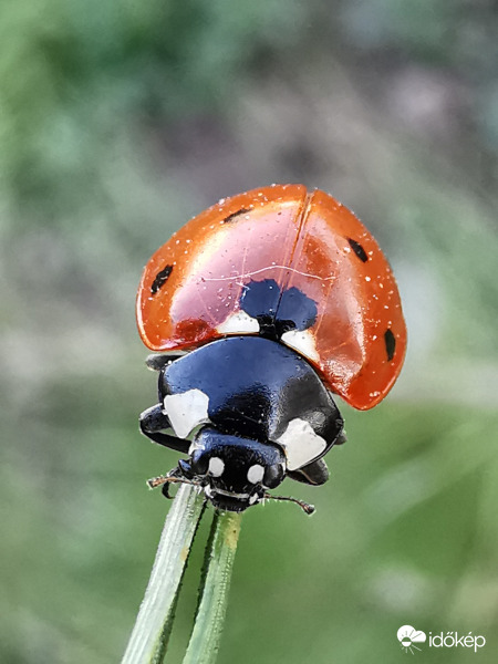 A "kötéltáncos"...