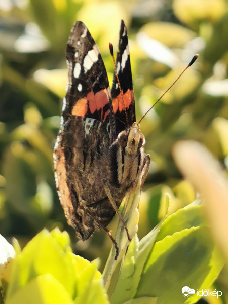 Szemtől szemben egy lepkével...