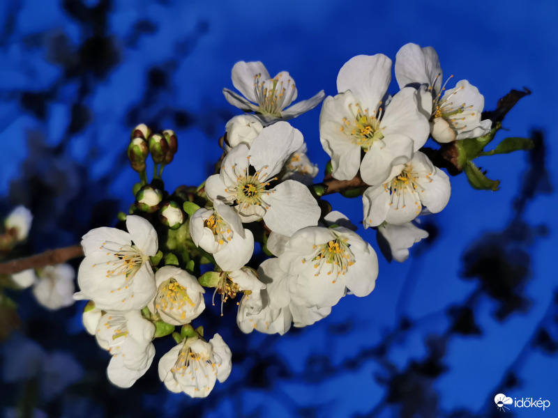 Cseresznyefa az esti félhomályban...