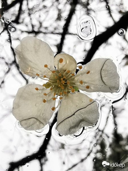 Cseresznyevirág vizesen a szélvédőn...