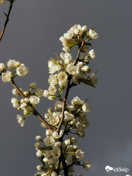 Körtefa esőben és napsütésben...