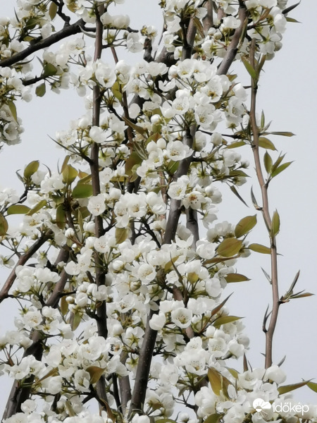 A több, mint hetven éves körtefánk...