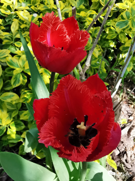 Csipkés tulipán