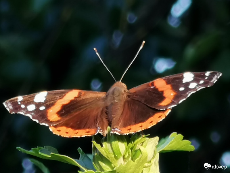 Atalanta lepke