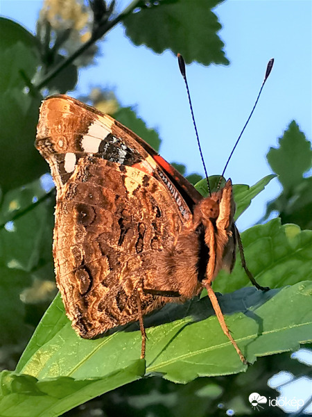 Atalanta lepke
