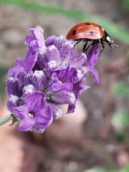 Októberi levendulán