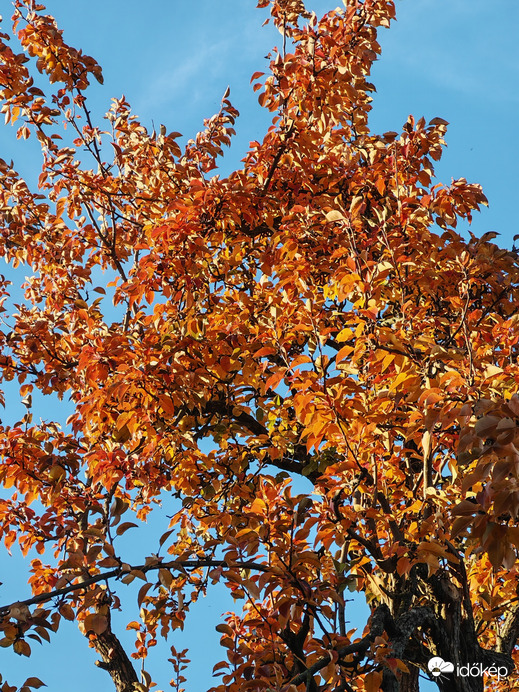 Őszi ruhába öltözött körtefa