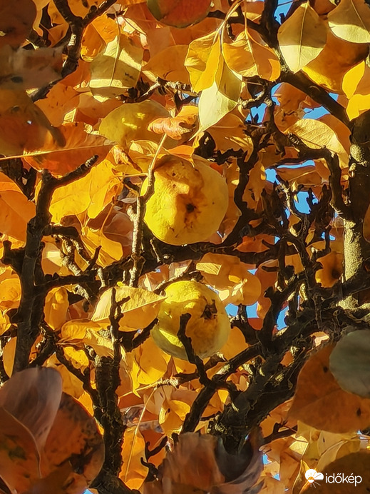 Őszi ruhába öltözött körtefa