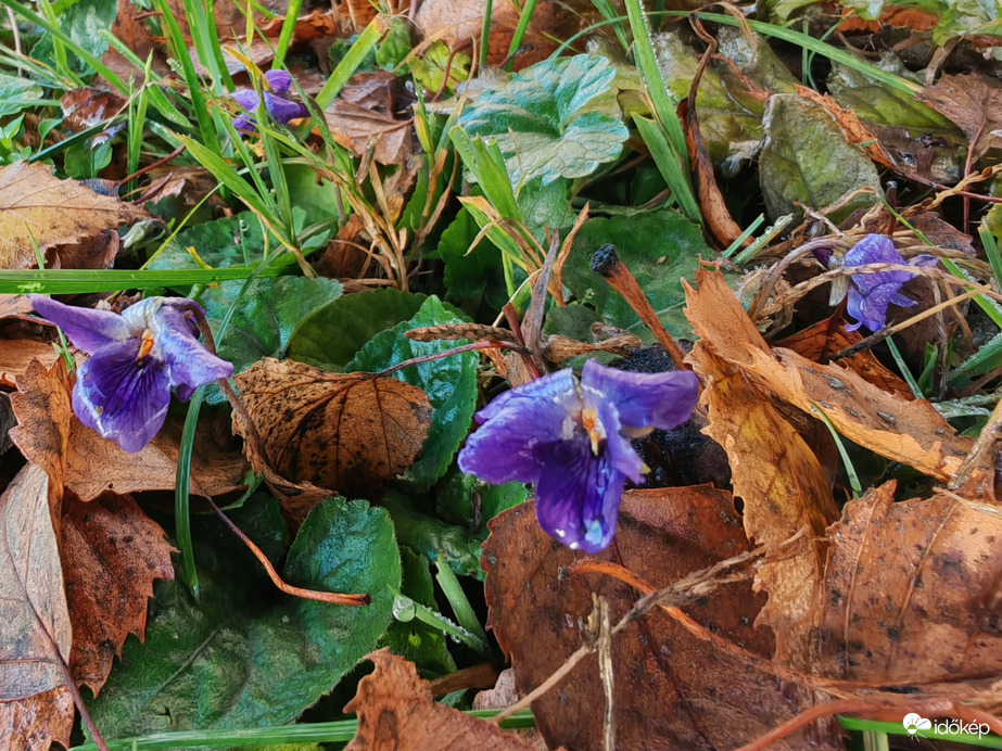Ázott, fázott decemberi ibolyák