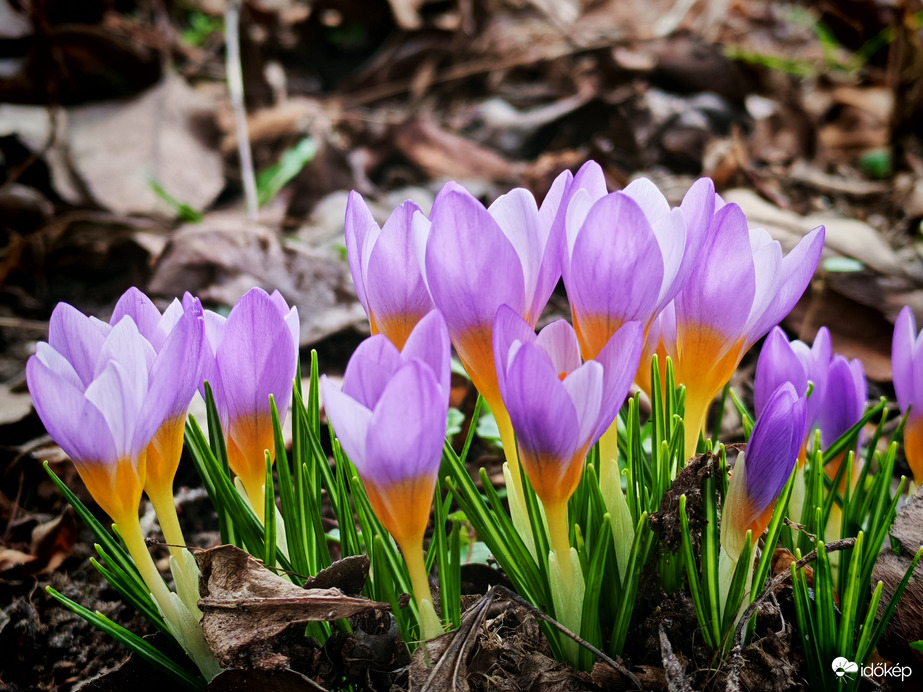 A jó időben mára már kinyíltak :) 