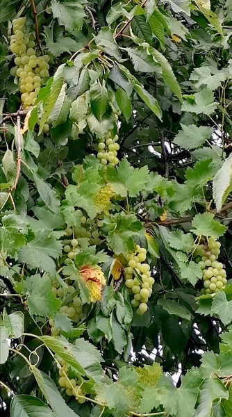 Cseresznyefa újragondolva... 