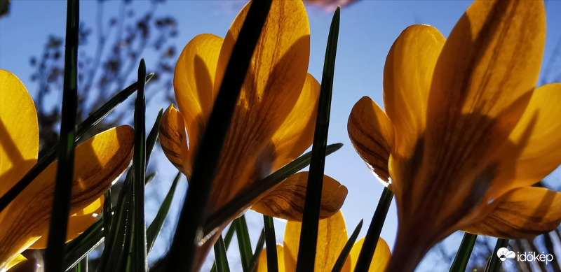 Krókuszok napsütésben...