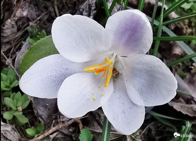 Utolsó krókuszok egyike...