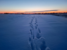 Hazafelé a csendben 