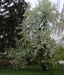 Jaj, de finom a vadkörte, más nevén a vackor! Eszegetném reggel, délben, és délután hatkor. Húsa roppan, leve csorran, harapd gyorsan akkor! S szádban marad a vadkörte, más nevén a vackor.