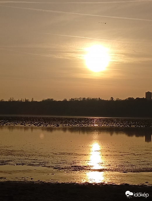 Vadludak a Tatai Öreg -tavon