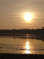 Vadludak a Tatai Öreg -tavon