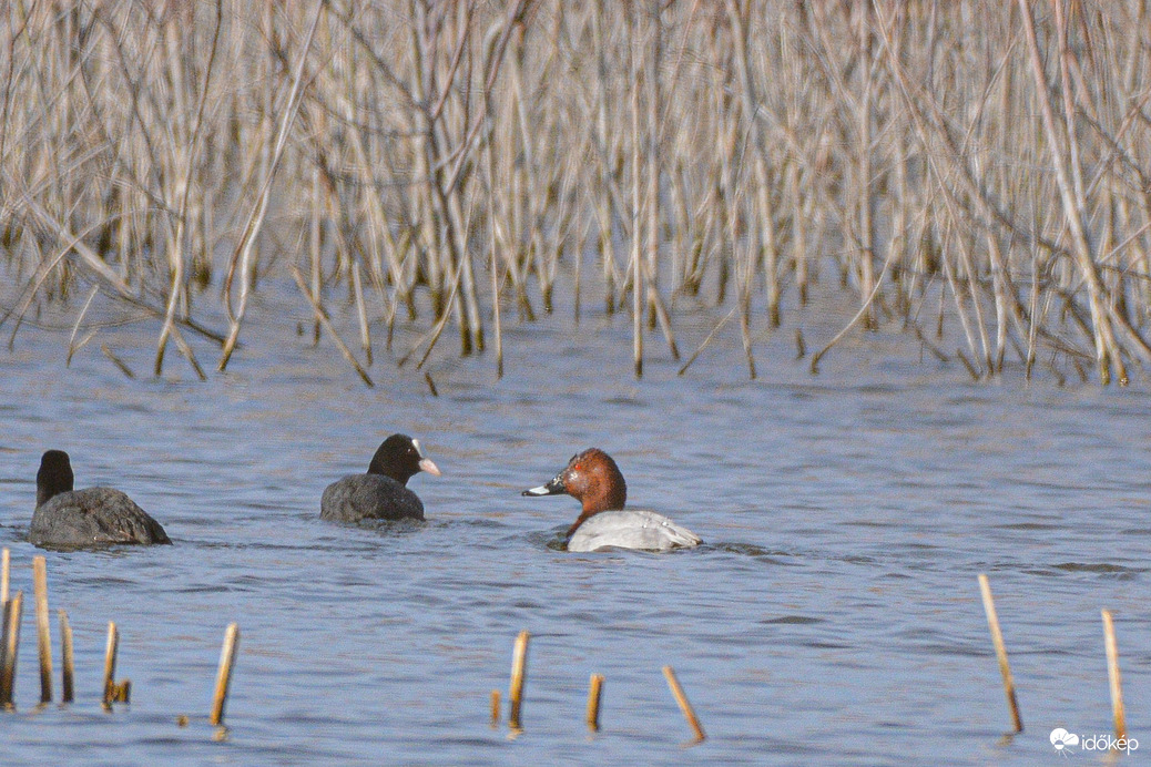 Barátréce barátkozik