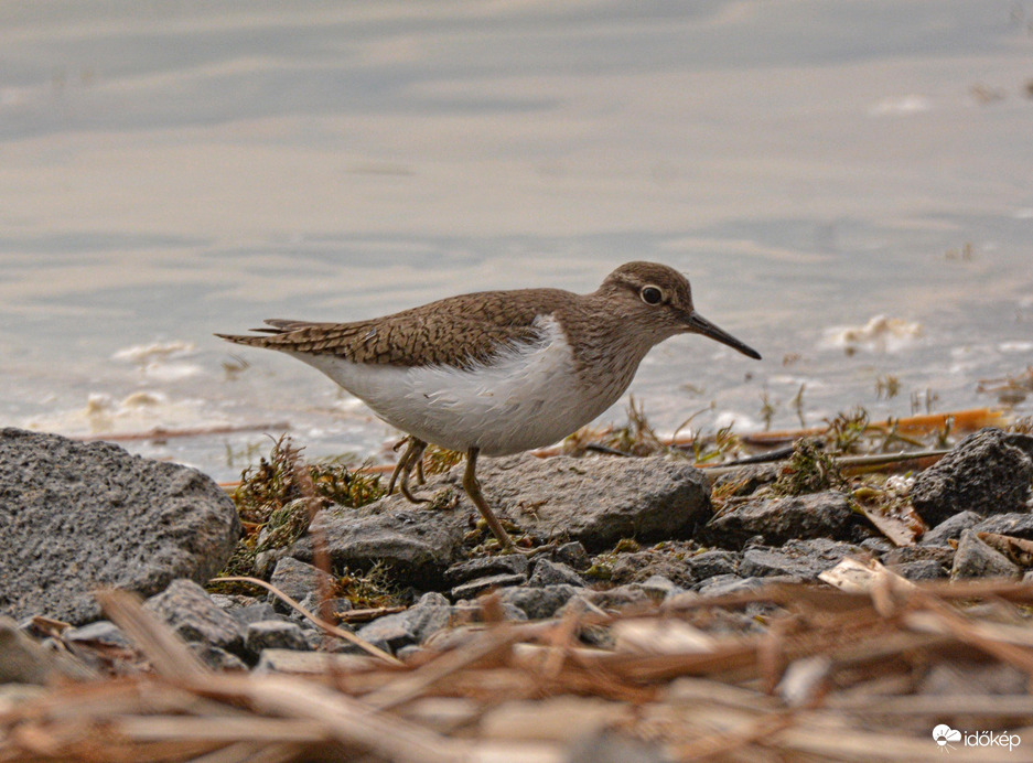 Keresgélő billegetőcankó