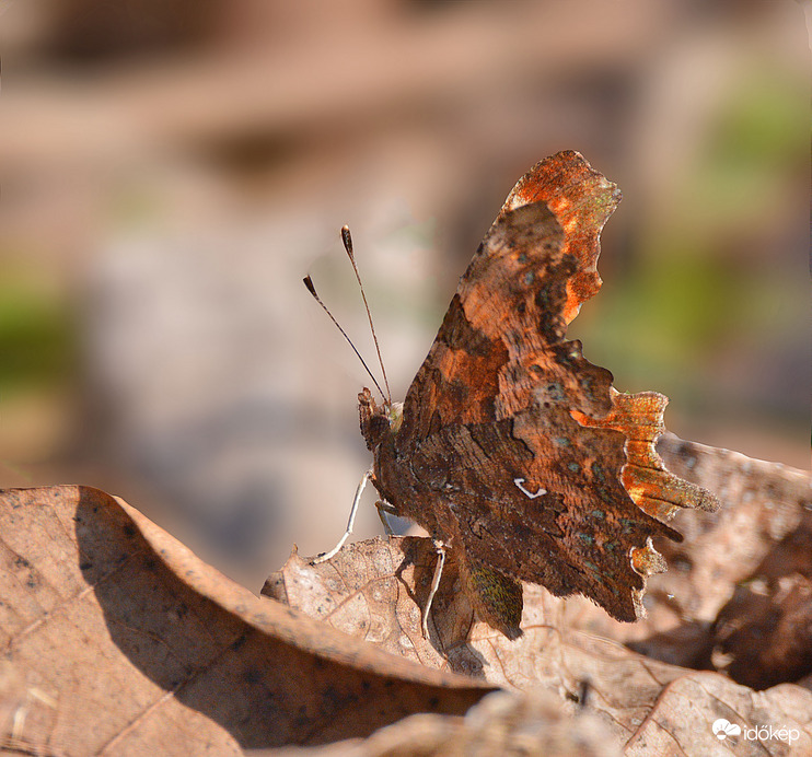 A rejtőzködés művészete :)