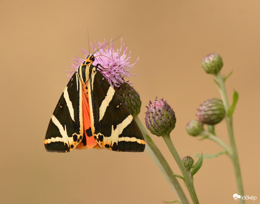 Csíkos medvelepke