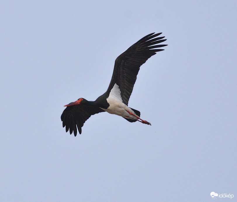 Fekete gólya hazatért