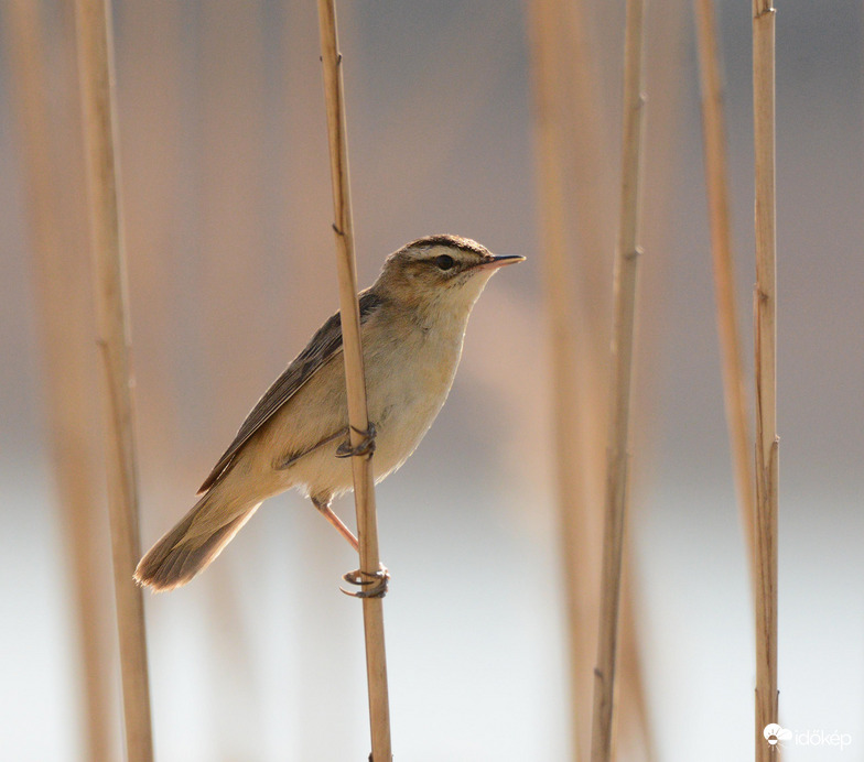 Foltos nádiposzáta