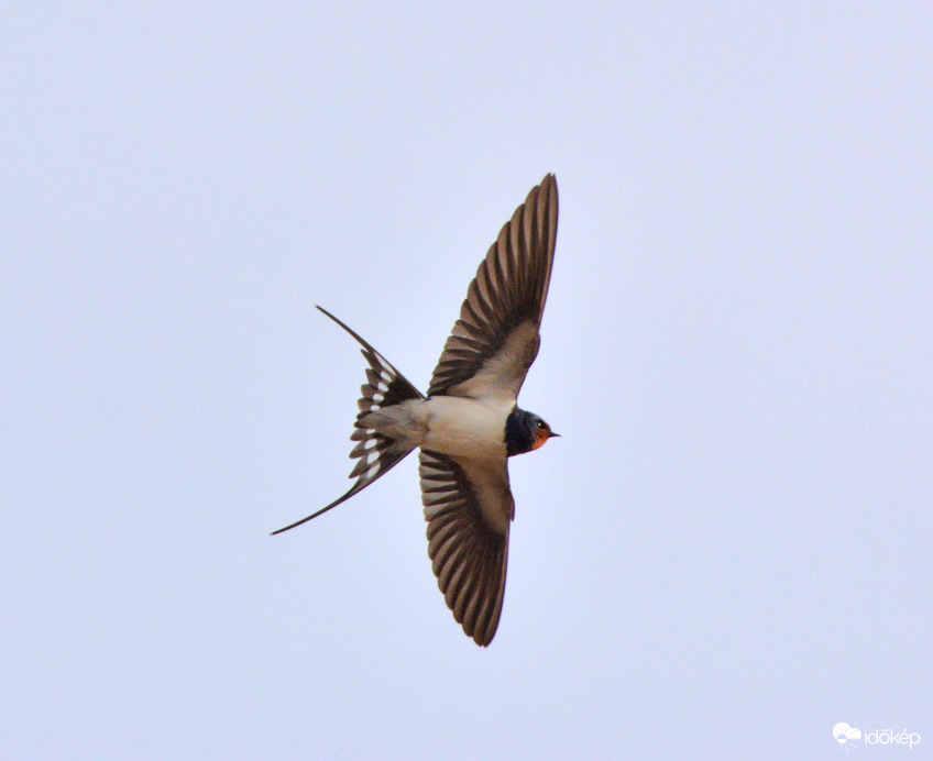 Visszatérő villásfarkú :)