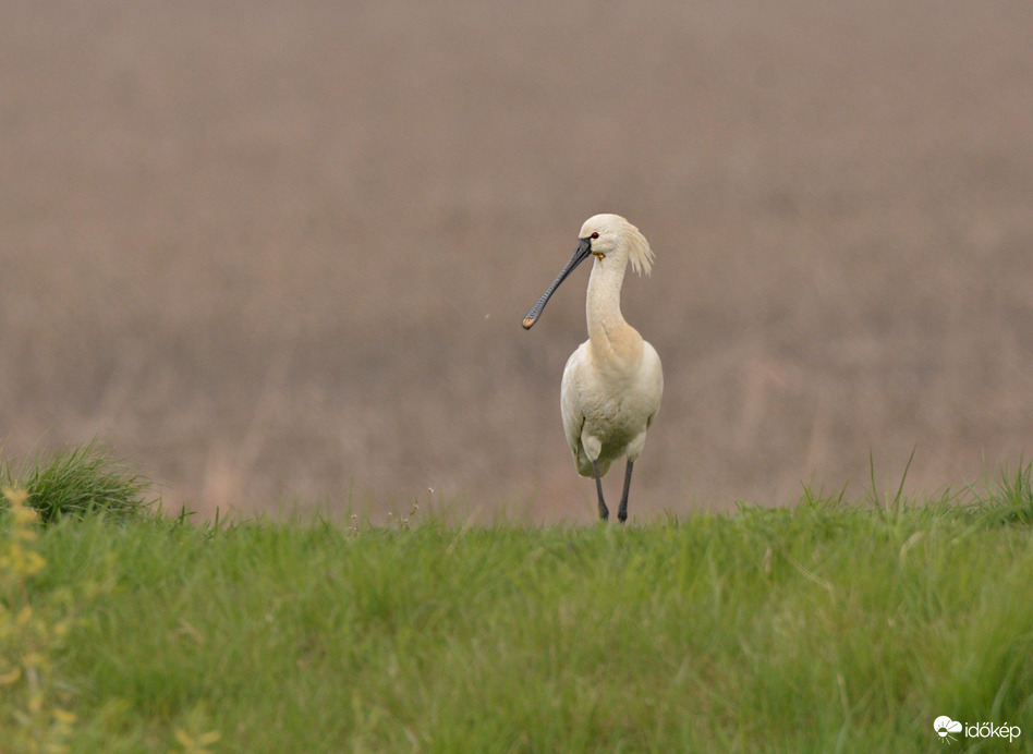 Magányos kanalasgém