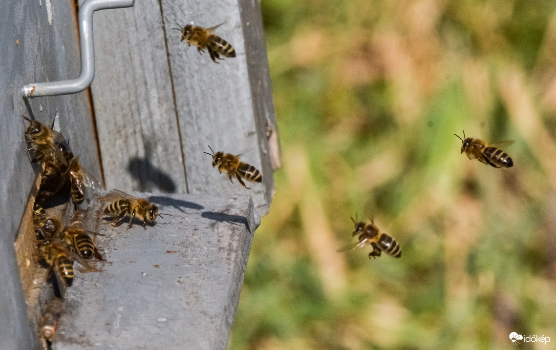 Szorgoskodó méhek