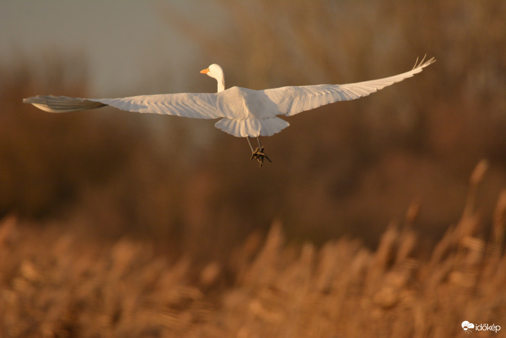 Nagy kócsag felszállás közben