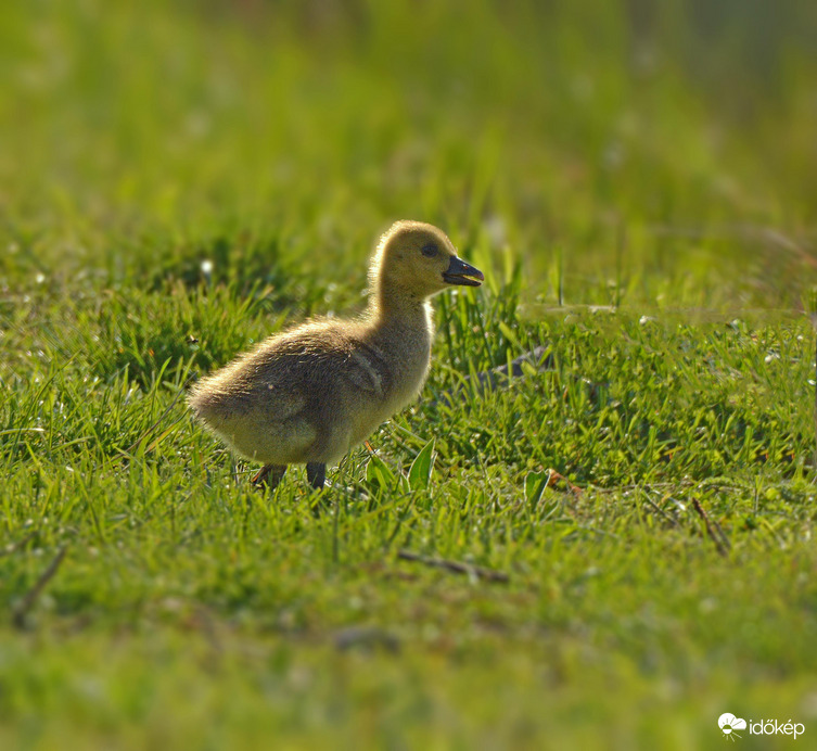 Kíváncsi felfedező :)