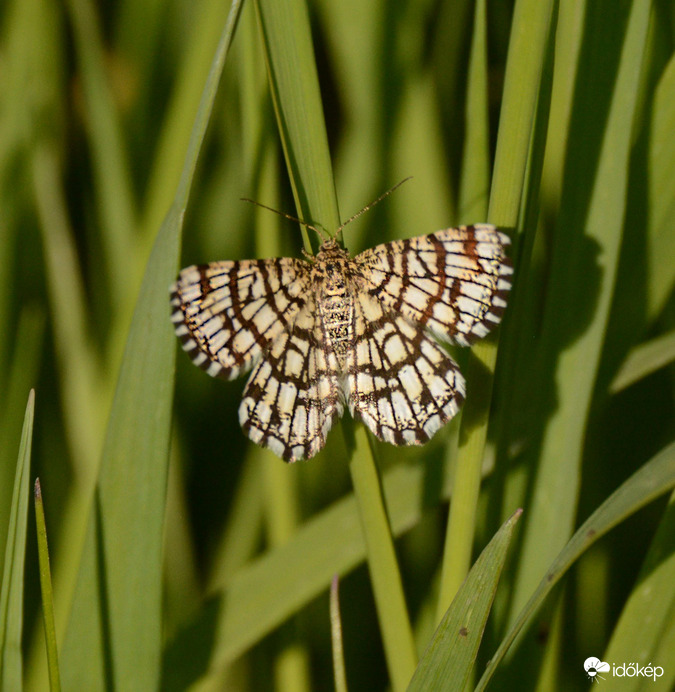 Rácsos rétiaraszoló