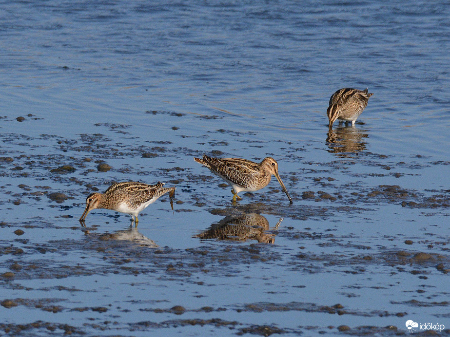 Sárszalonkák munkában