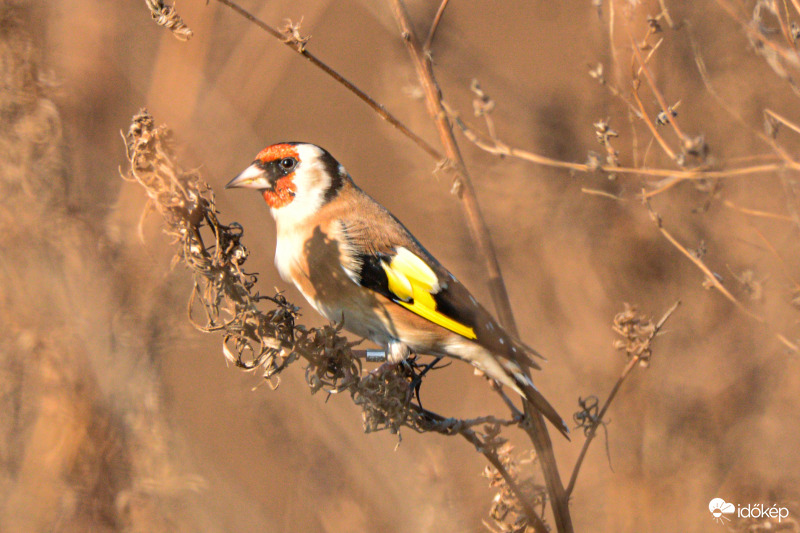 Gyűrűzött tengelic 