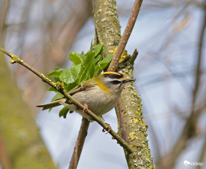 Tüzesfejű királyka
