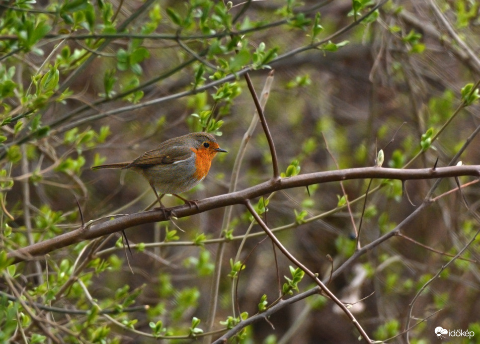 Kapaszkodás erős szélben