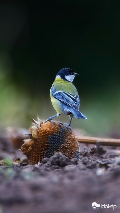 Cinege reggeli közben