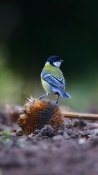 Cinege reggeli közben