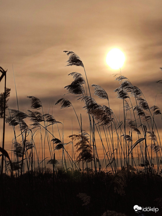 Nádbugák a szélben 