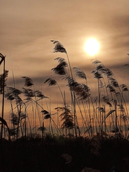 Nádbugák a szélben 