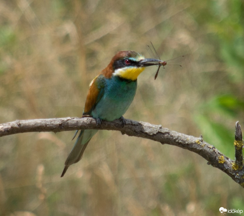 Budapest III.ker - Óbuda